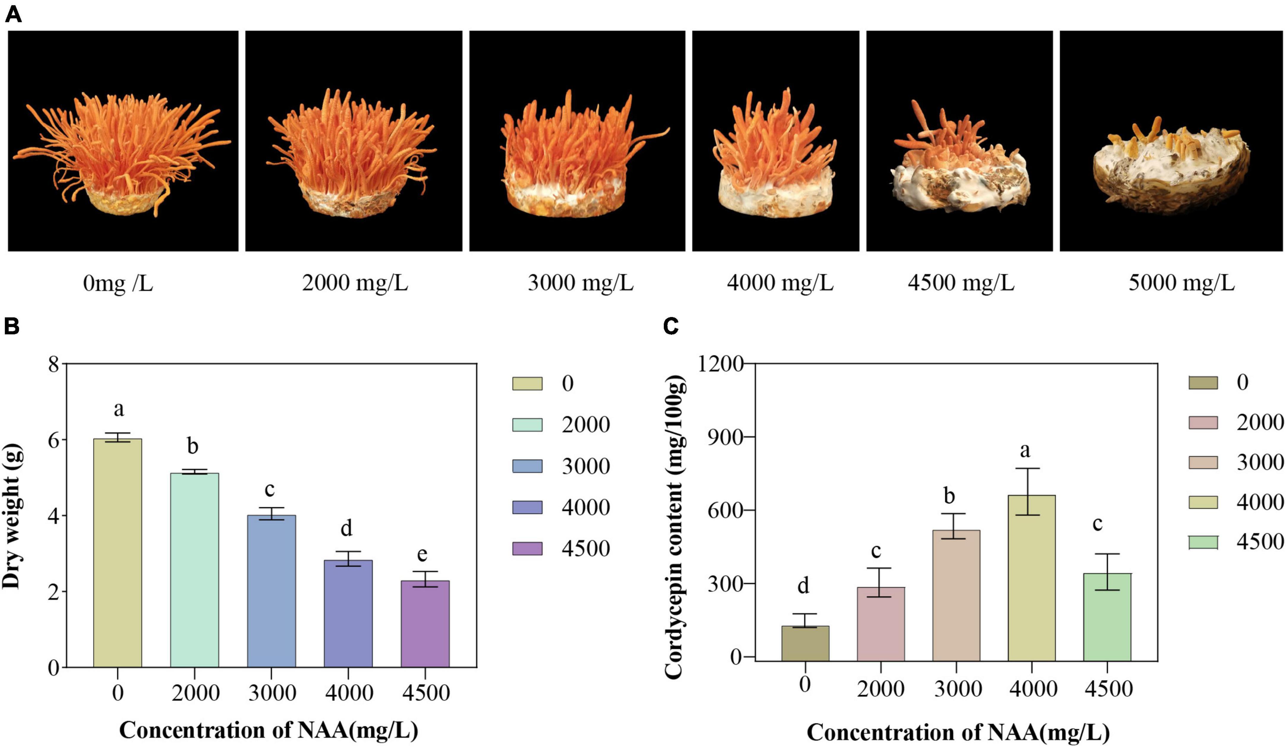 Transcriptome and metabolome profiling unveils the mechanisms of naphthalene acetic acid in promoting cordycepin synthesis in Cordyceps militaris
